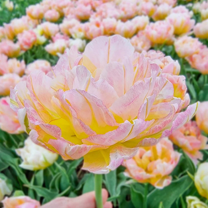 Tulpes pildītās Password 11/12 30gab