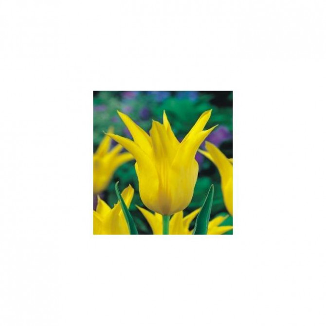 Tulpes lilijziedu WEST POINT 11/12 50gab