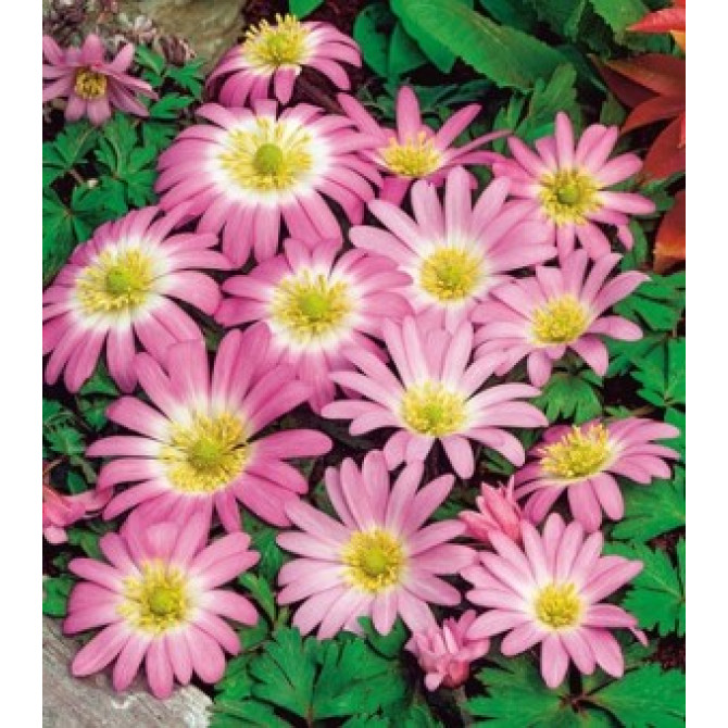 Anemones Zawilec Blanda Pink Star 5/+ 100 gab