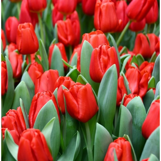 Tulpes Triumfa Escape 11/12 50gab