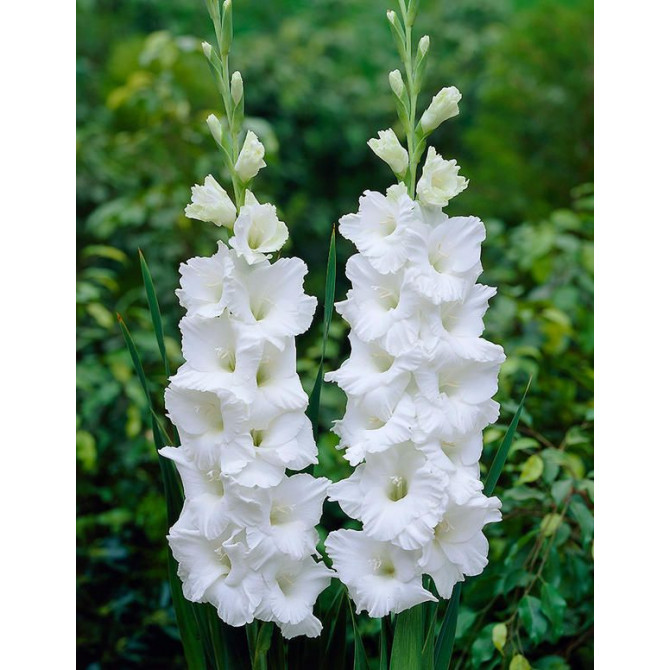 Gladiolas lielziedu ESSENTIAL 12/14 60gab