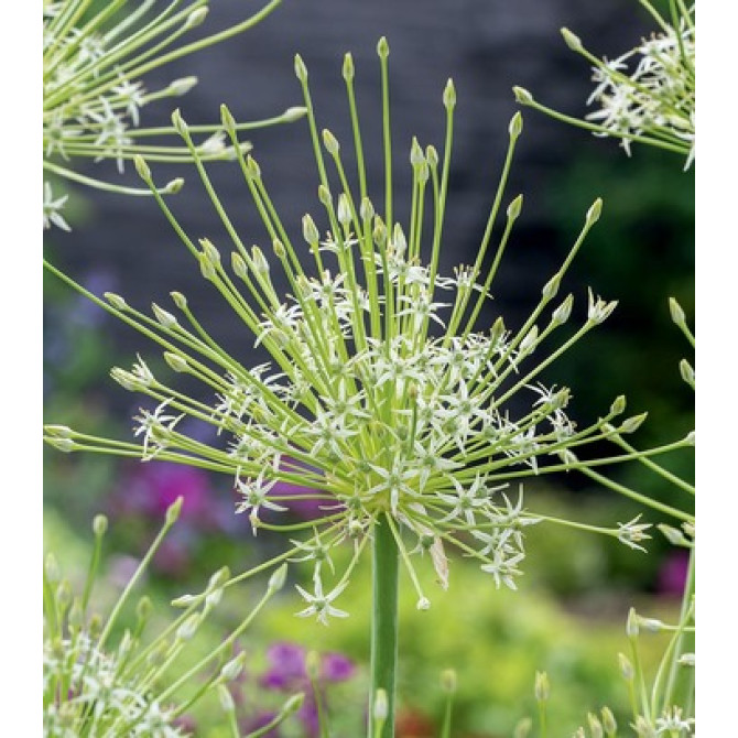 Sīpols dekoratīvais ARTIC SNOW 12/14 20 gab