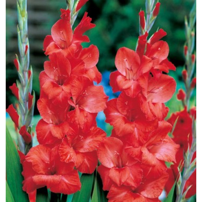 Gladiolas lielziedu Hunting Song 12/14  60gab