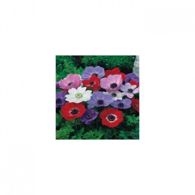 Anemones de Caen Mix 5/+ 100gab