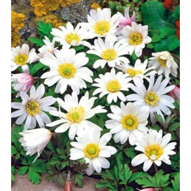 Anemones Zawilec Blanda White Splendour 5/+ 100 gab