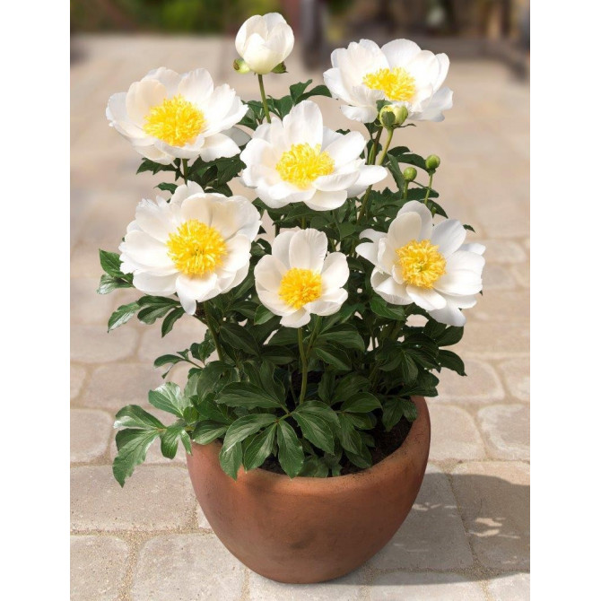 Peonijas zemās PATIO DUBLIN 2/3 6gab