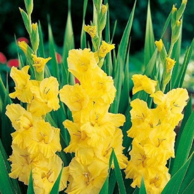 Gladiolas lielziedu YELLOW FRANS 14/+ 60gab