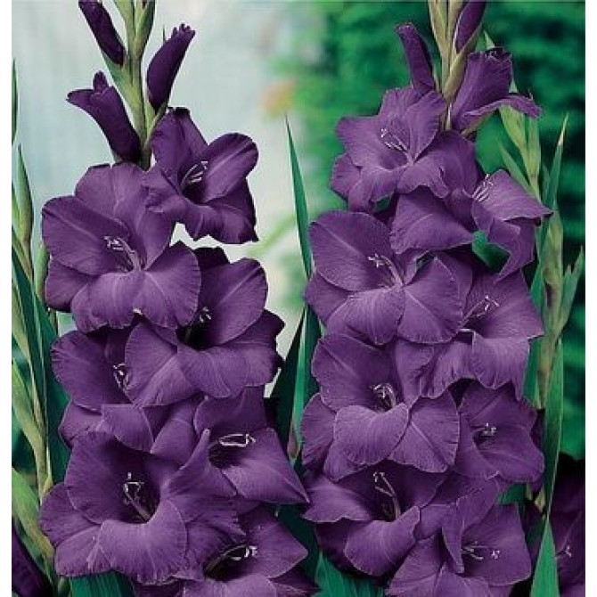 Gladiolas lielziedu zilganvioletas 16/+ 40gab