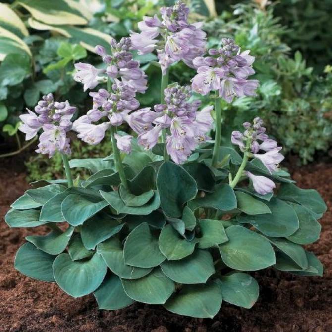 Hostas Blue Mouse Ears 6gab