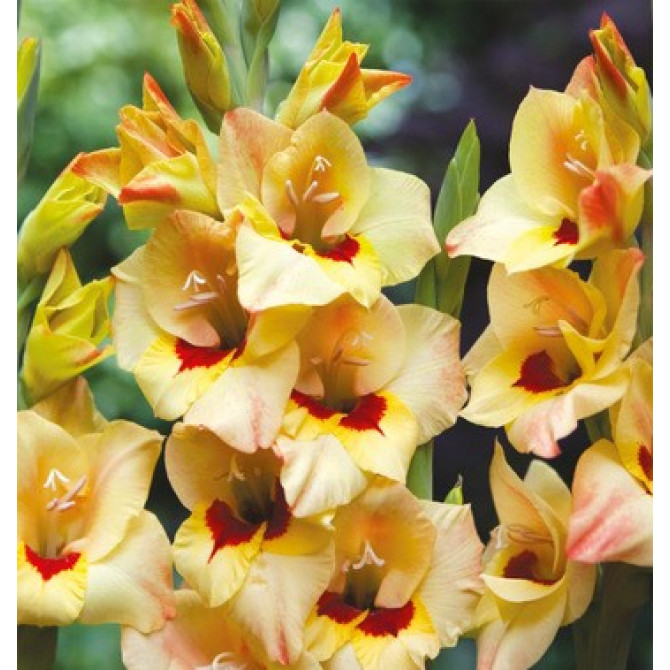 Gladiolas LOUISE 12/14 60gab