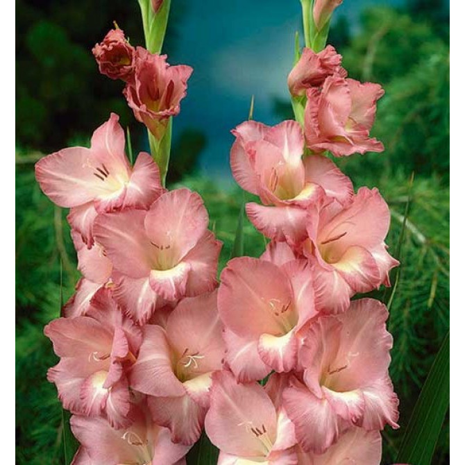 Gladiolas lielziedu Smokey 12/14 60gab