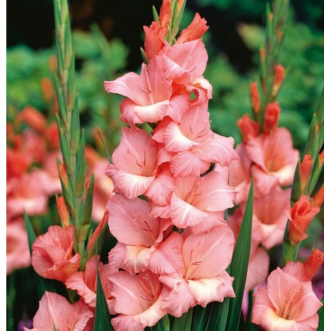 Gladiolas lielziedu Spic and Span 12/14 60gab