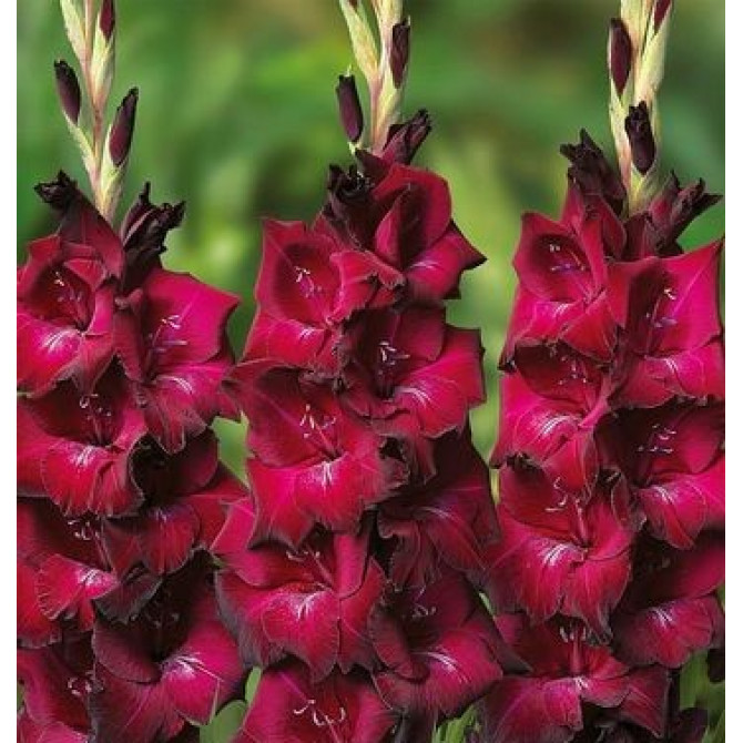 Gladiolas MAHLER 14/+ 60gab