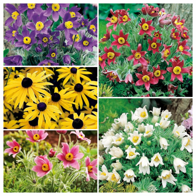 Silpurenes, rudbekijas Izlase 5šķ. 40gab