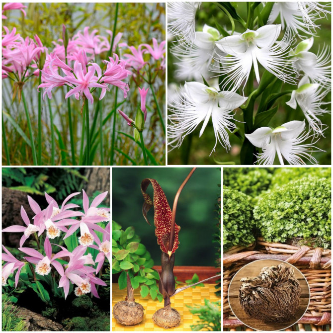 Sīpolpuķes dažādas MIX Izlase 5šķ. 50gab