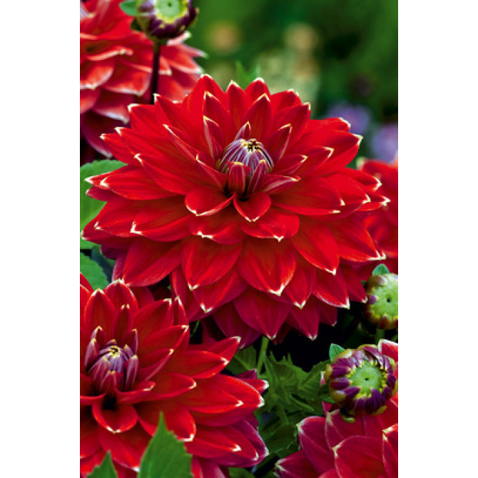 Dālijas dekoratīvās Mister Optimist 8gab