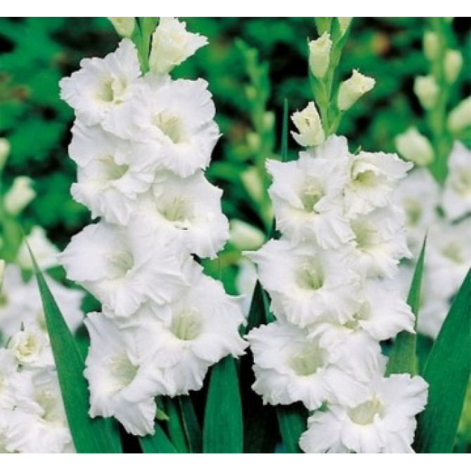 Gladiolas lielziedu Baltas 12/14 60gab