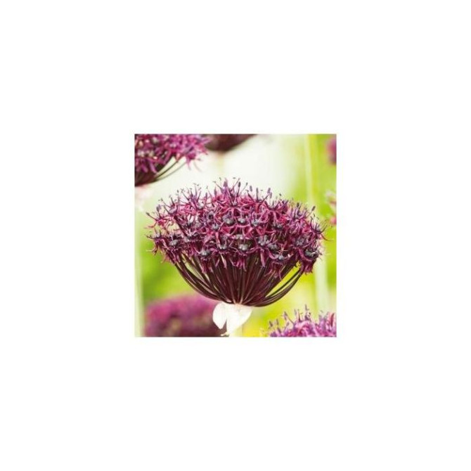 Sīpols dekoratīvais ATROPURPUREUM 10/+ 30gab