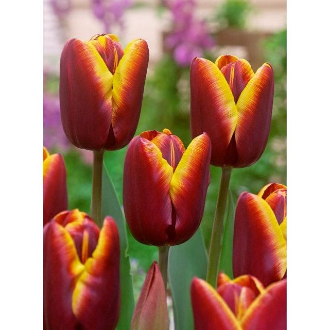 Tulpes Triumfa  Abu Hassan 12/+ 50gab