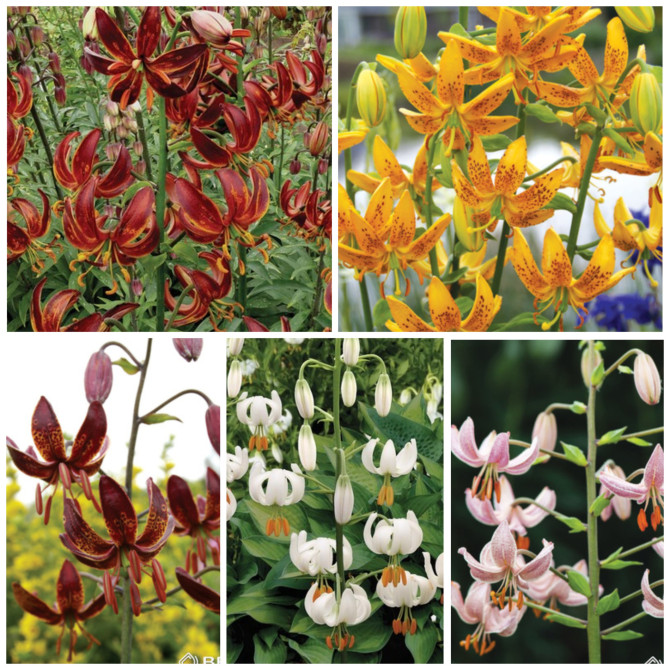 Lilijas Martagonlilijas Izlase 16/18, 5šķ. 50gab