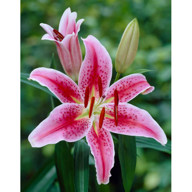 Lilijas Austrumu STARGAZER 18/20 16gab