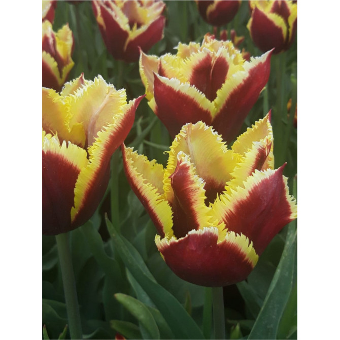 Tulpes bārkstainās Gavota Special 11/12 30gab