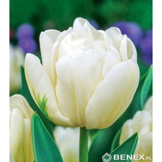 Tulpes Up White 11/12 50 gab