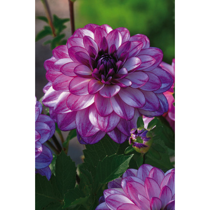 Dālijas Seduction 8gab