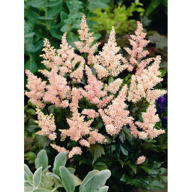 Astilbes Peach Blossom 8gab