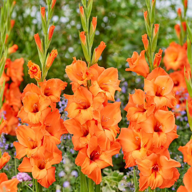 Gladiola Prince Of Orange 12/14 60gab