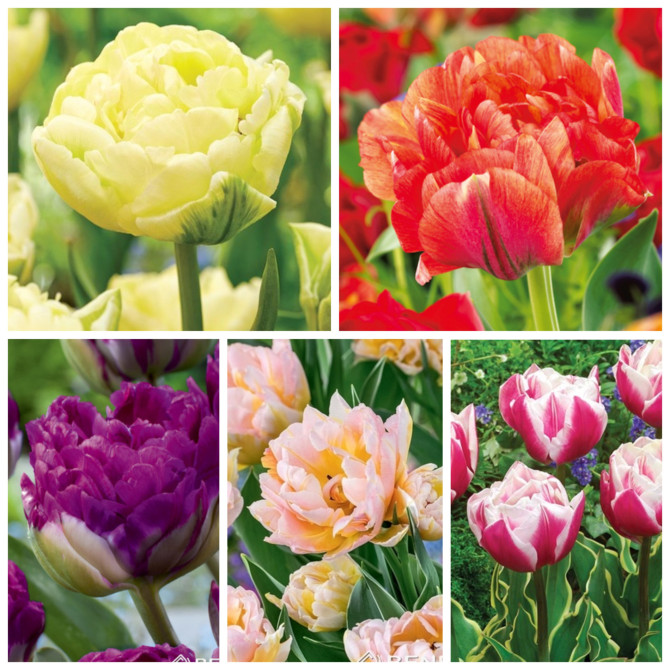 Tulpes pildītas 9 izlase 150gb