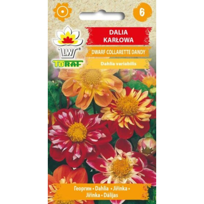 Dālijas Collorete Dandy 0.5g