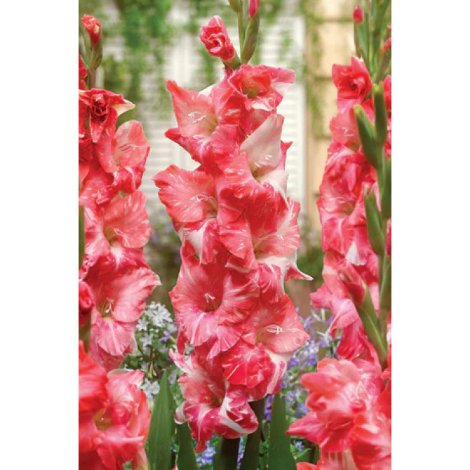 Gladiolas Strawberry Swirl 12/14 60gab