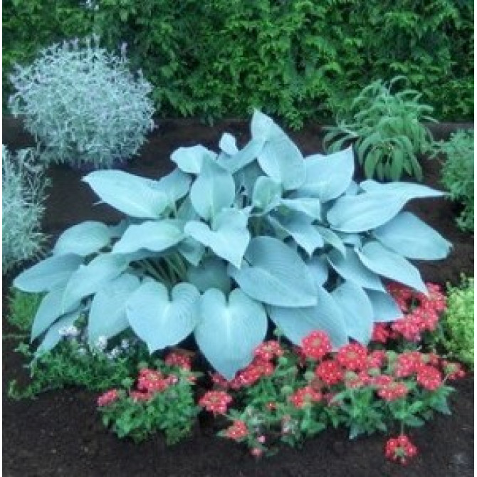 Hostas Canadian blue 6gab