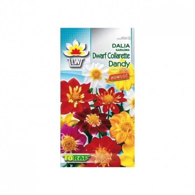 Dālijas Collorete Dandy 0.5g