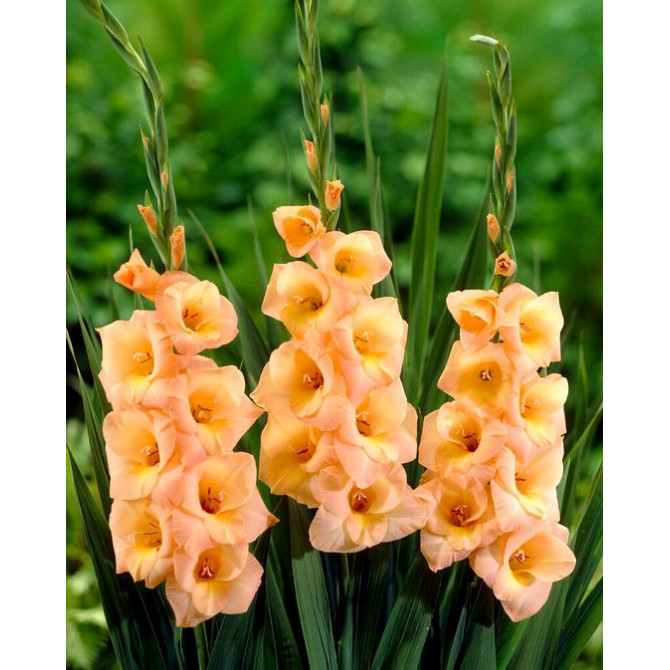 Gladiolas Esta Bonita 12/14  60gab