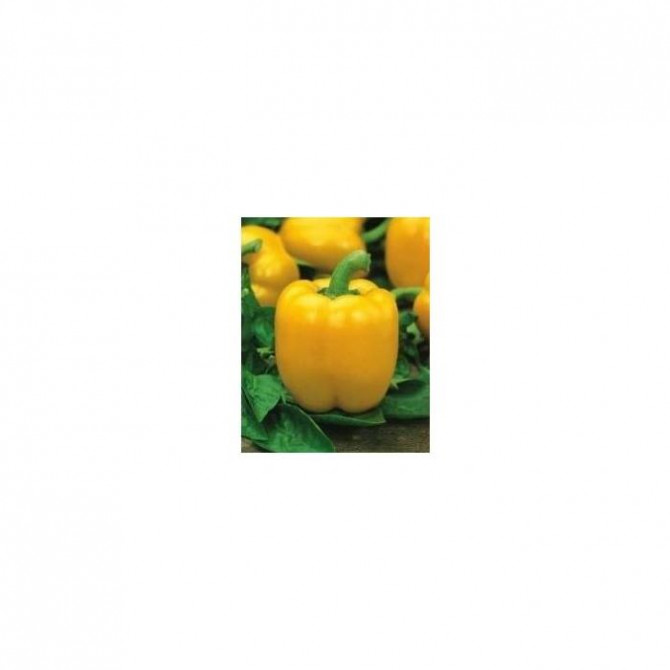 Paprika Quadrato D`asti Giallo 1g