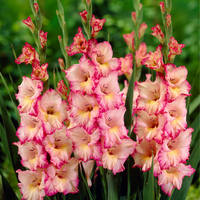 Gladiolas lielziedu Priscilla 14+ 60gab