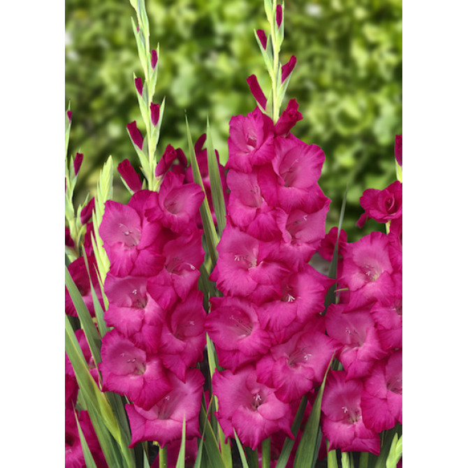 Gladiolas Fidelio 12/14 60gab