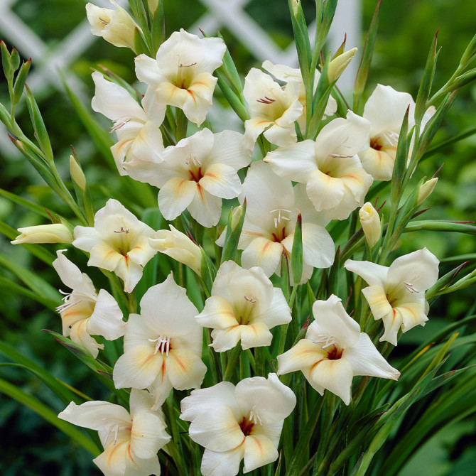 Gladiolas zemās Halley 10/+ 60gab