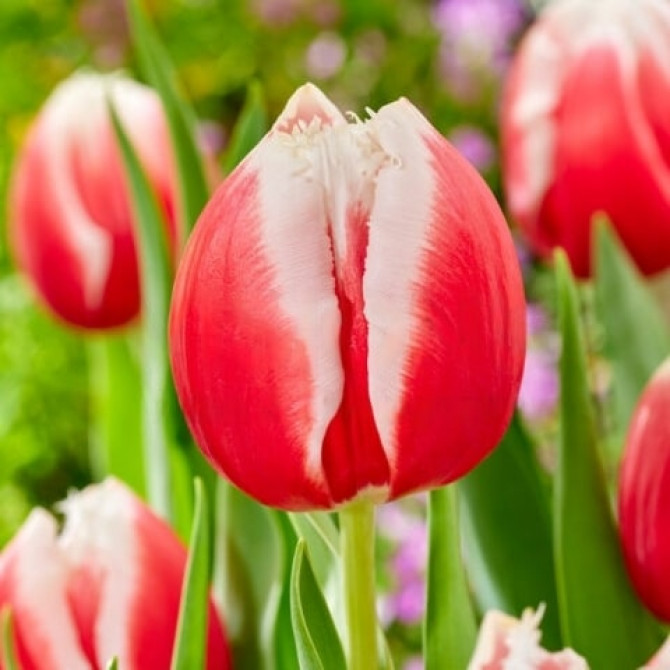 Tulpes bārkstainās One Love 11/12 30gab