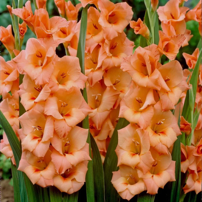 Gladiolas lielziedu Peter Pears 14/+ 60gab