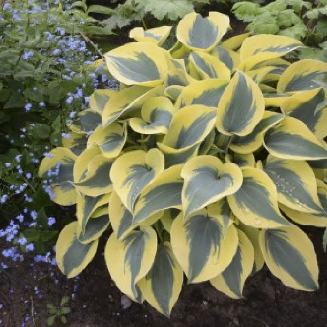 Hostas Autumn frost 6gab