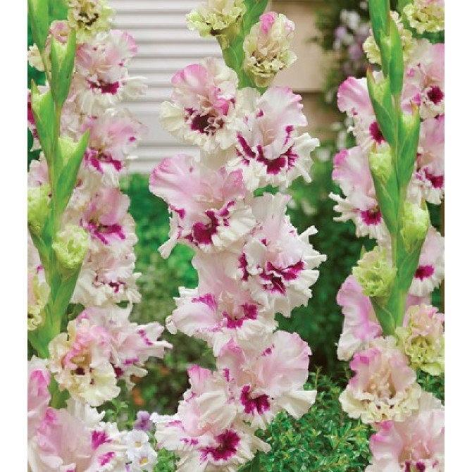 Gladiolas Dreamy Creamy 12/14 60gab