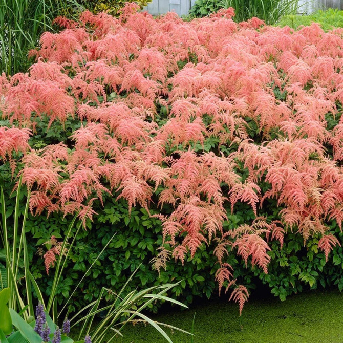 Astilbes Thunbergii Straussenfeder 8gab