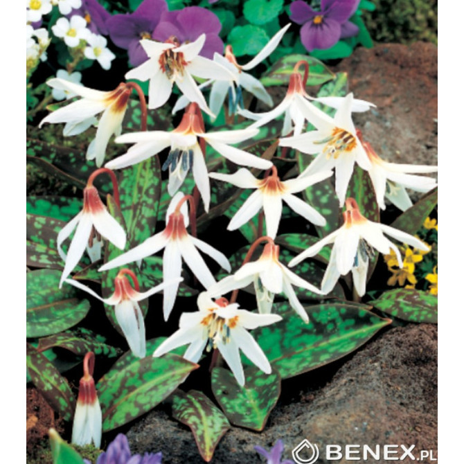 Eritronijas Snow flake 20gab