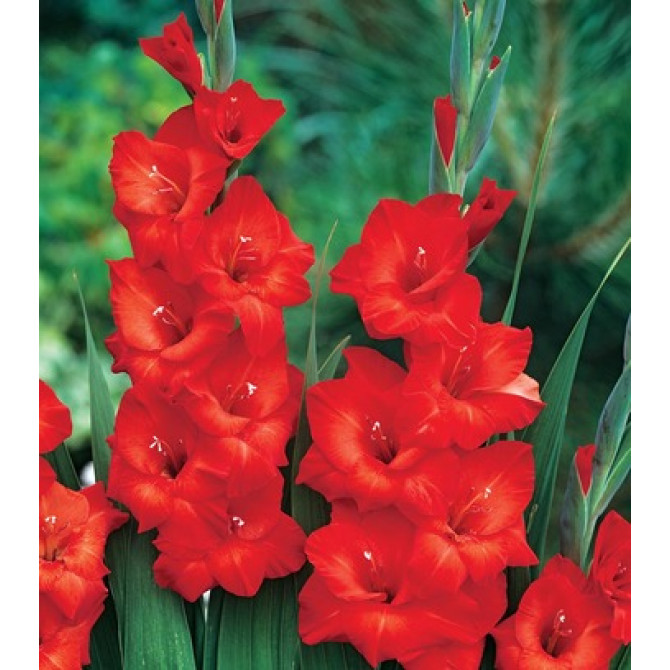 Gladiolas lielziedu Mascagni 12/14 60gab