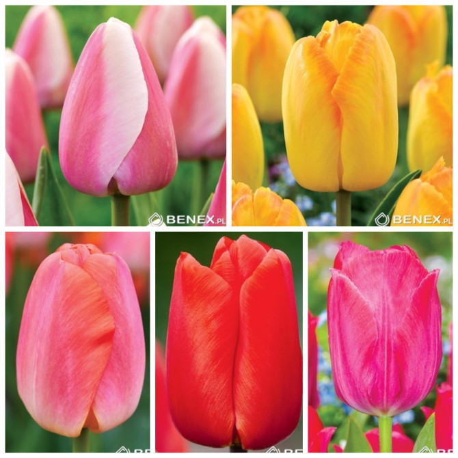 Tulpes Darwina 4 izlase 11/12 125gb