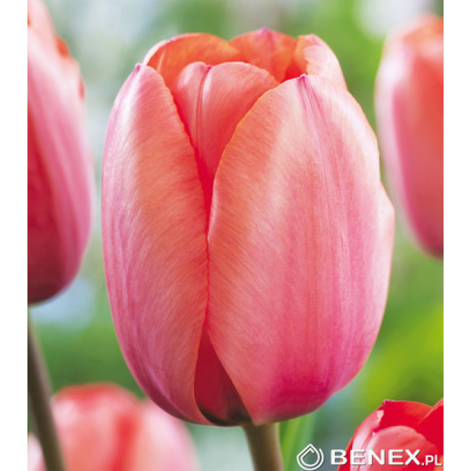 Tulpes Darvina gr. APRICOT IMPRESSION 11/12 50gab
