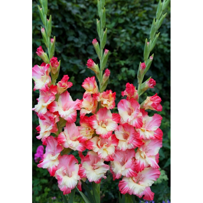 Gladiolas lielziedu Gerona 12/14 60gab